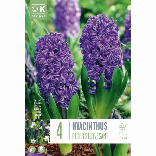Hyacinth Peter Stuyvesant - 4 Bulbs